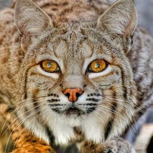 Meet your Posher, Ginger